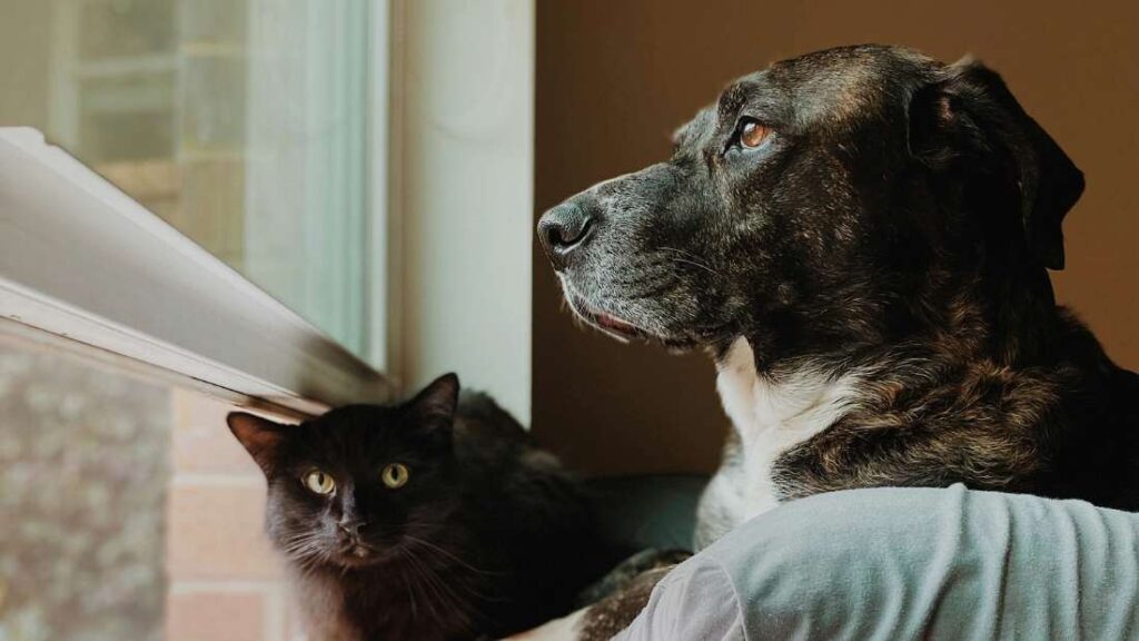 Cómo planificar el cuidado y la despedida de tu compañero los últimos días