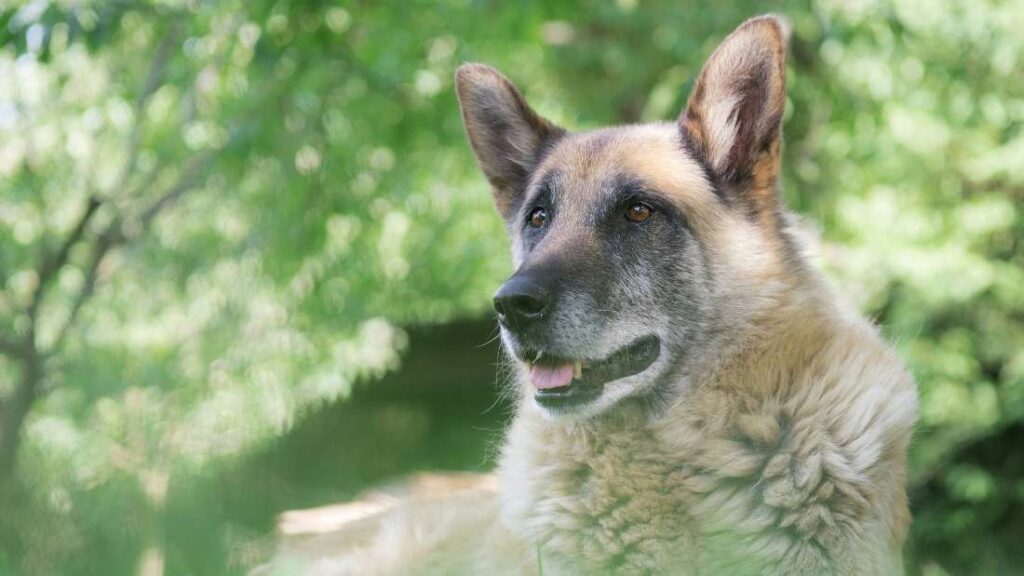 La eutanasia de una mascota es una de las decisiones más difíciles a las que puede enfrentarse una familia.