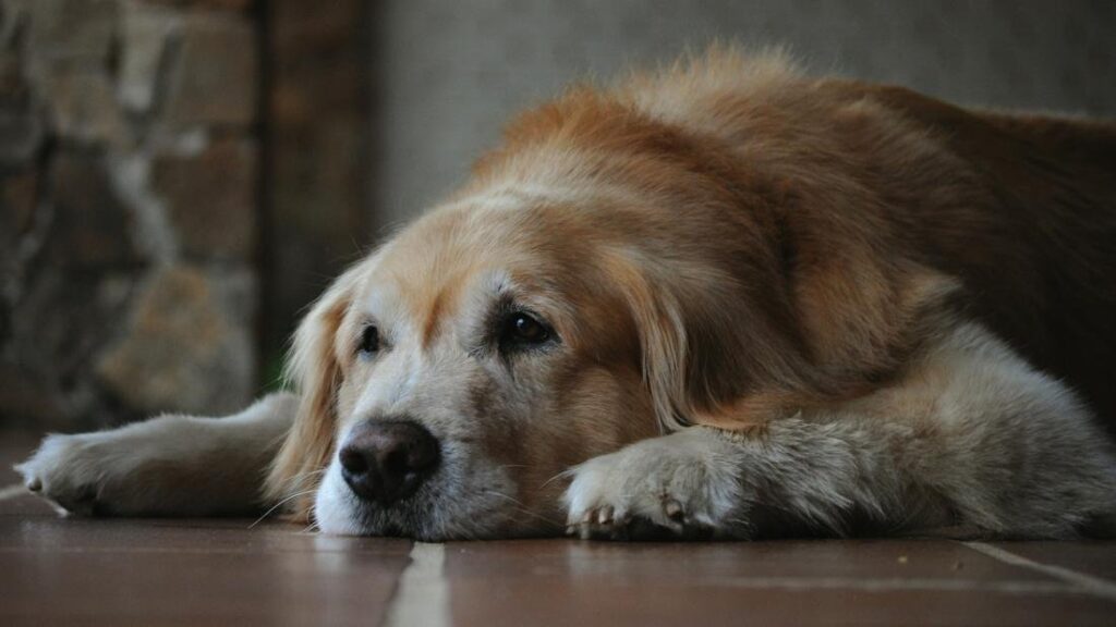 Hemangiosarcoma en perro que es