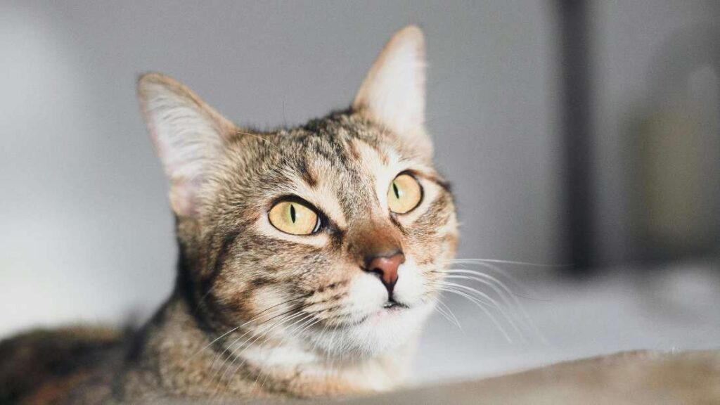 La panleucopenia felina es una infección causada por un parvovirus muy resistente