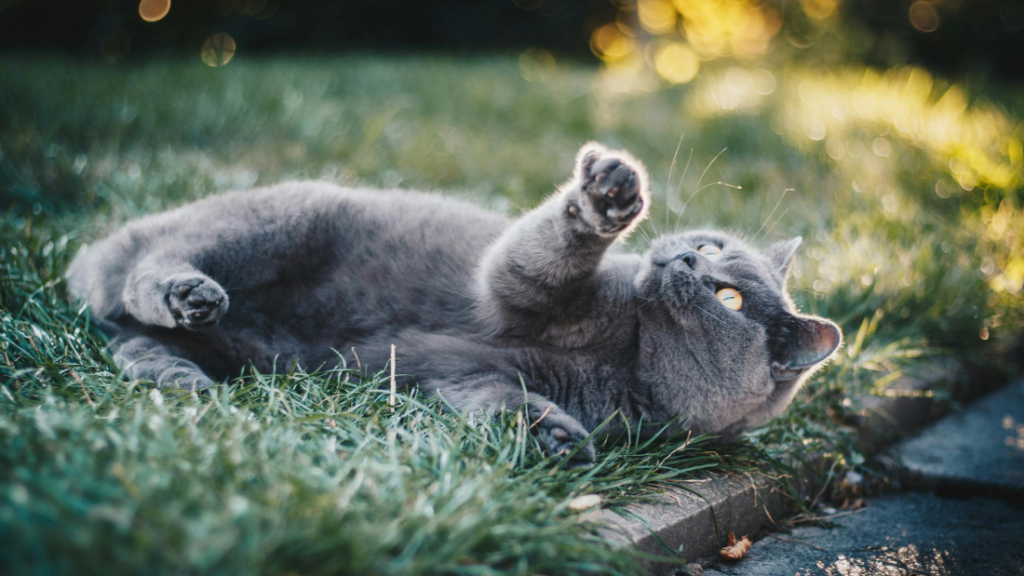 funeraria para mascotas